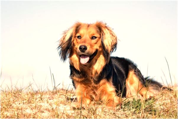 夢見魏海剛有什麼說法_周公解夢官網