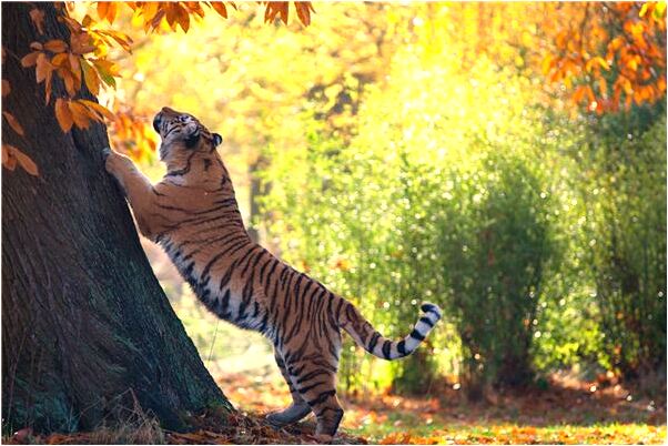 夢到了發現男友出軌傷心啥意思_周公解夢官網