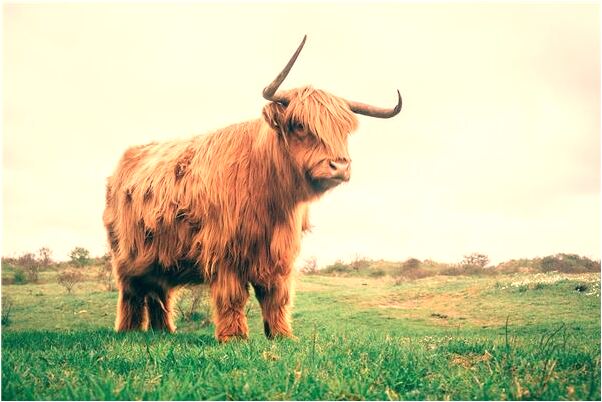 夢到了喜歡的女生綁著繃帶的預兆_周公解夢官網
