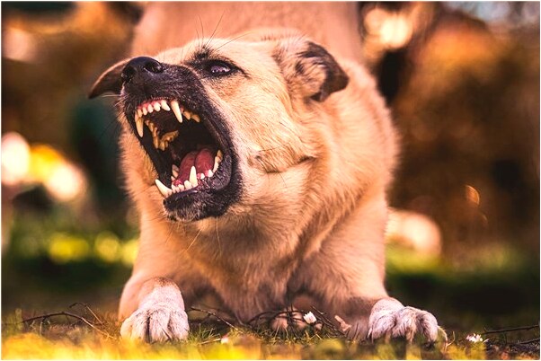 夢見被狗咬到手很疼有什麼意義嗎_周公解夢官網