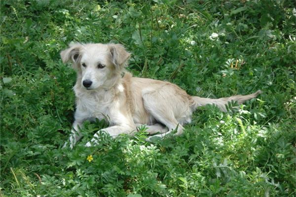 夢見狗撒尿_周公解夢