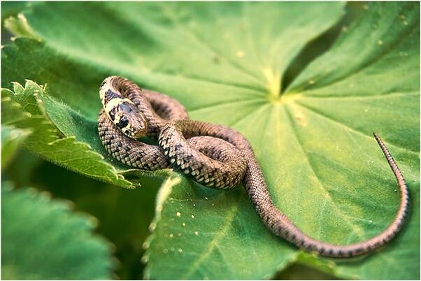 夢見自己踩石頭過河預兆了什麼嗎_周公解夢官網