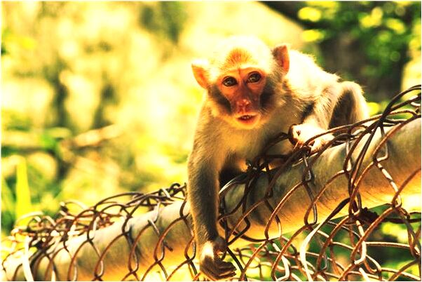 夢到和改造後的小偷結婚有什麼寓意嗎_周公解夢官網