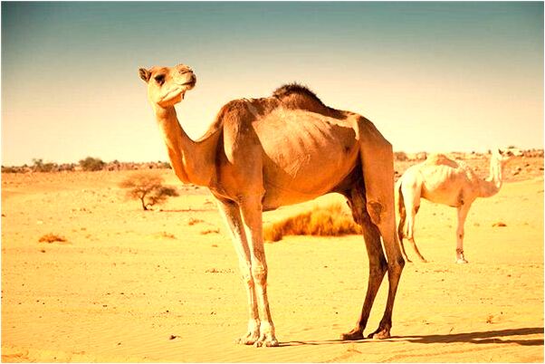 夢到了食指被蟬咬流血預示什麼_周公解夢官網