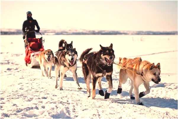 夢到了親裹耳朵是怎么回事_周公解夢官網
