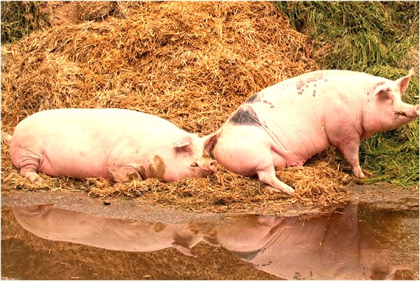 夢到了煤礦採煤有什麼意思_周公解夢官網