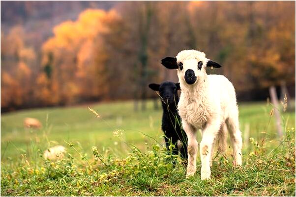 夢見老婆上位做愛是什麼啟示_周公解夢官網