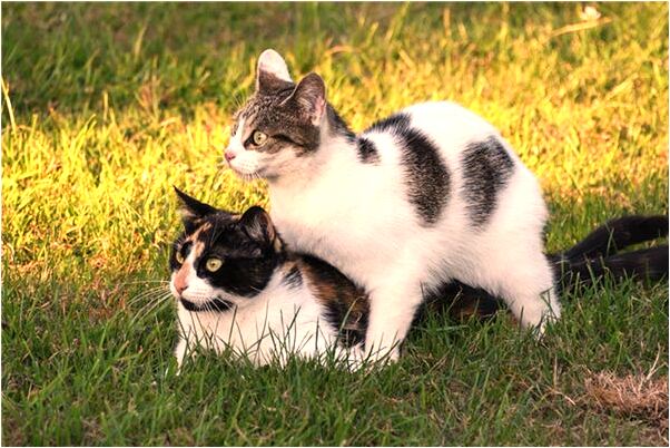 夢見騎的腳踏車帶的我媽回家是什麼徵兆_周公解夢官網