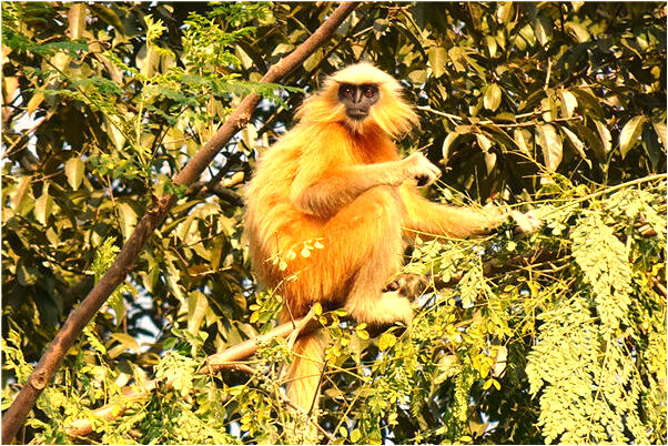 夢到水塔塌陷流水代表著什麼_周公解夢官網