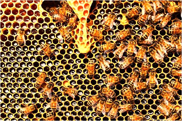 夢見孤狸追我有什麼預兆_周公解夢官網