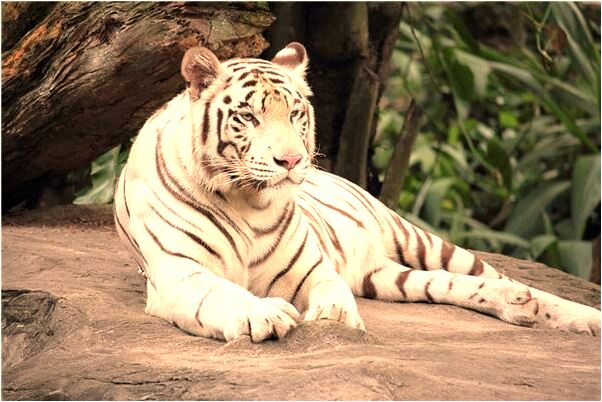 夢到身邊路過穿白孝衣是什麼預兆?_周公解夢官網