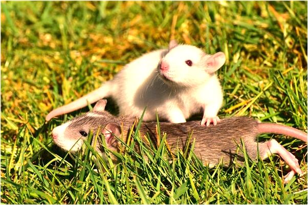 夢到了房子邊葉子垂下的綠樹是什麼意思_周公解夢官網