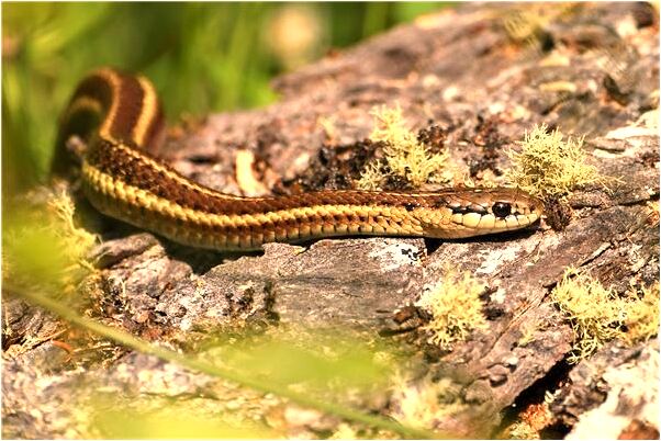 夢見姥姥外孫有什麼意思_周公解夢官網