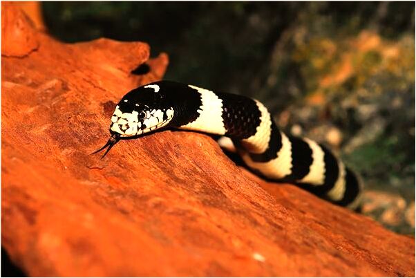 夢見公雞與母雞交配有什麼預兆_周公解夢官網