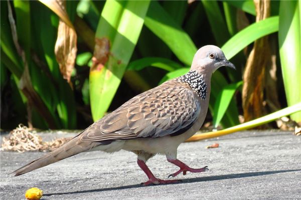 夢見抓斑鳩是啥意思_周公解夢