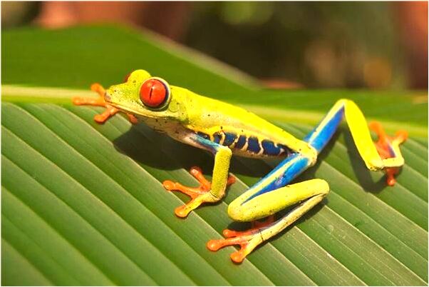 夢見打死黑豹是什麼意思_周公解夢官網