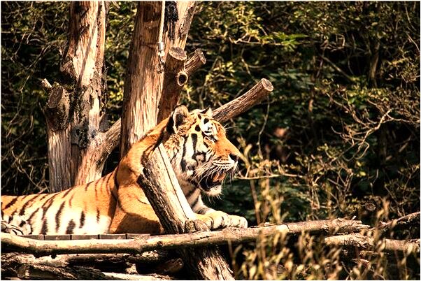 夢見狗追咬自己有什麼含義_周公解夢官網