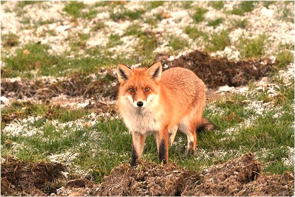 夢到了全身長滿毛是怎么回事_周公解夢官網