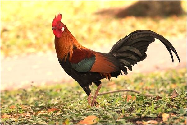 夢到了一男一女在水裡是什麼意思_周公解夢官網