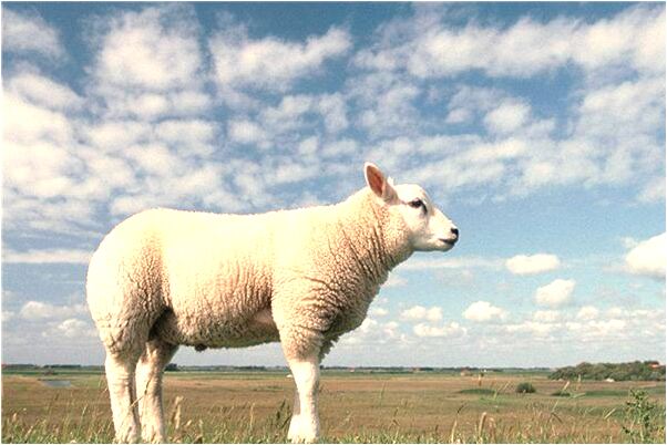 夢見有人到家裡追殺是怎么回事_周公解夢官網