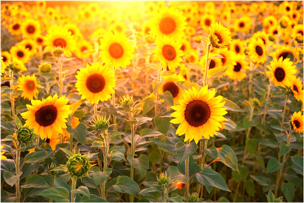 夢到抱男孩入睡代表什麼_周公解夢官網