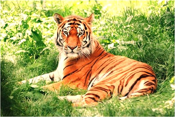 夢見收拾東西離校怎么回事_周公解夢官網