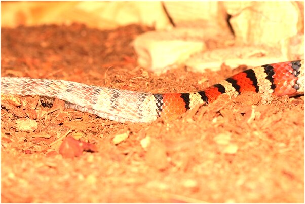 夢見墓碑上掛項鍊代表著什麼？_周公解夢官網