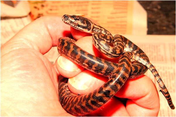 夢到了昌時赭在軸蓮藕八意味什麼_周公解夢官網