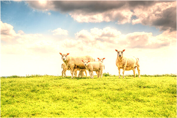 夢見父親殺人後自殺的預兆_周公解夢官網