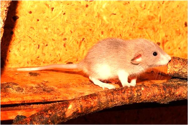 夢見大蛇神為我受傷是什麼預兆_周公解夢官網