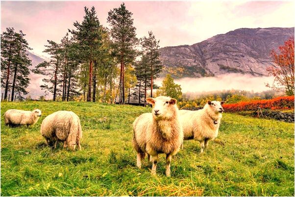 夢到了別人脖子擠出骰子有什麼預兆_周公解夢官網