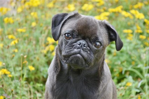 1994年屬狗的什麼運_十二生肖