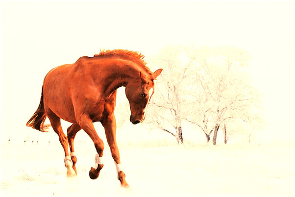 夢見包差點讓魔鬼搶了有什麼意義嗎_周公解夢官網