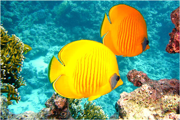 夢到了進婆婆的墓室是什麼預兆？_周公解夢官網