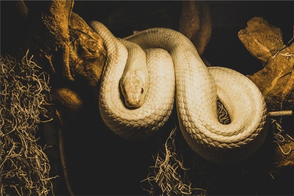 夢見白色大蟒蛇是什麼意思_周公解夢