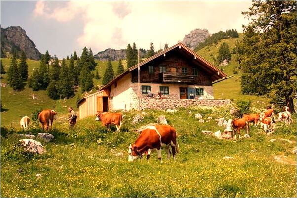 夢到了把香椿芽折沒了是怎么回事_周公解夢官網