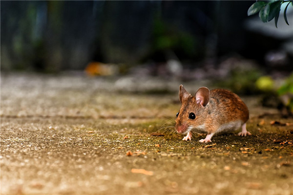 2020年屬鼠一生運勢如何_十二生肖