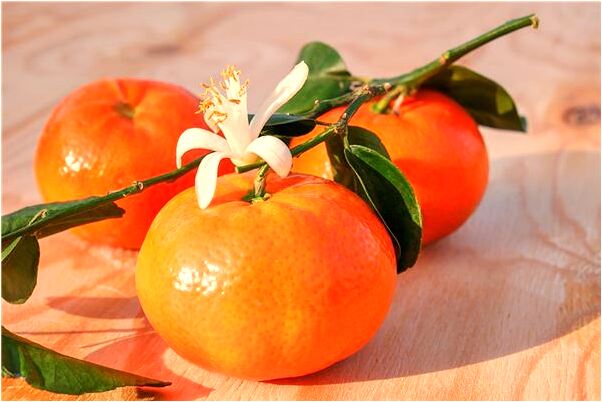 夢到小企鵝頭被擠扁是什麼啟示_周公解夢官網