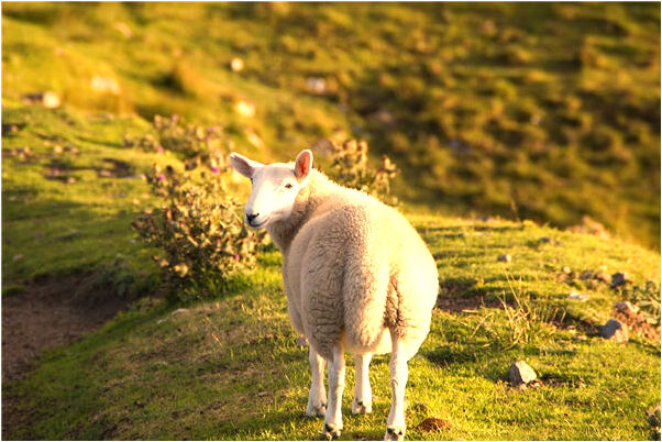 夢到頭朝下飛怎么樣_周公解夢官網