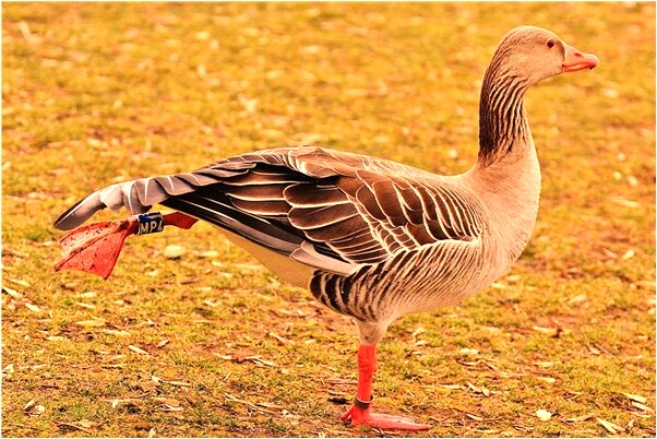 夢到情人不冷不熱什麼寓意_周公解夢官網