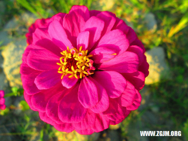 夢見自己滿頭白髮_周公解夢夢到自己滿頭白髮是什麼意思_做夢夢見自己滿頭白髮好不好_周公解夢官網