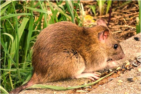 夢見一隻鞋在廁所沾上屎並擦去代表著什麼_周公解夢官網