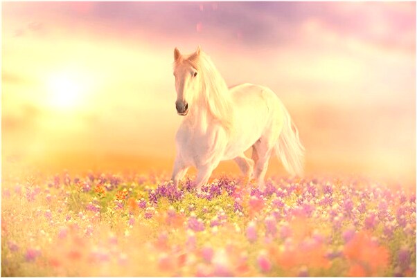 夢到富貴花開圖和牡丹花是什麼預兆_周公解夢官網