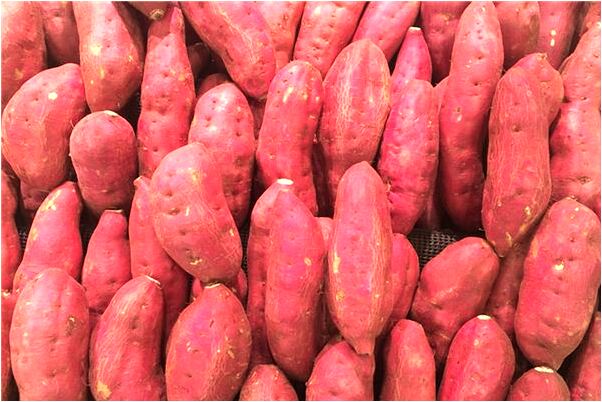 夢到了捕殺章魚怎么樣_周公解夢官網