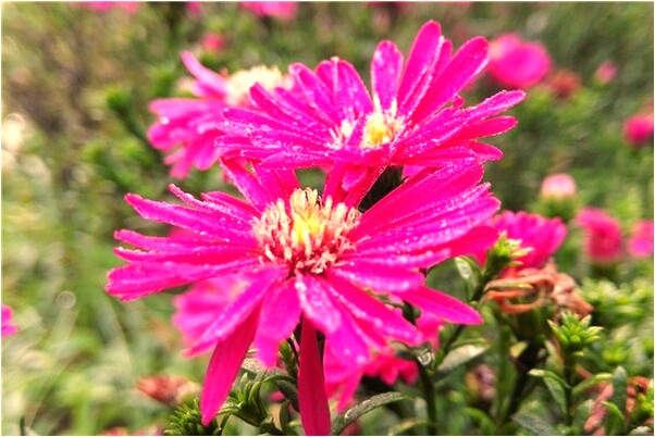 夢到小狗拉屎是咋回事_周公解夢官網