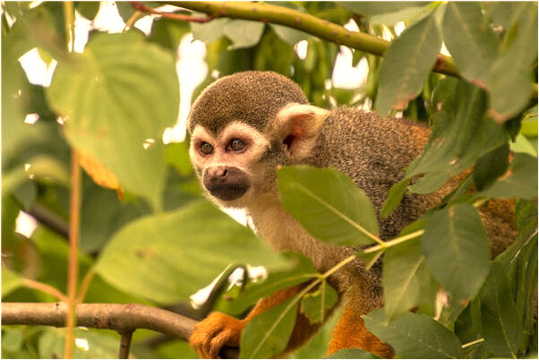 夢到了月亮帆船魚五指山湖是什麼意思_周公解夢官網