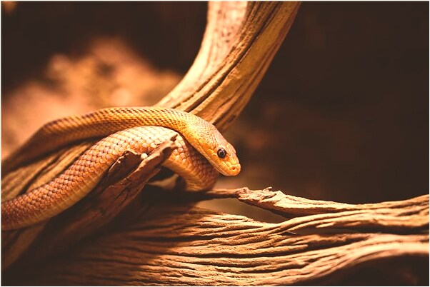 夢到了和堂哥結婚有什麼徵兆_周公解夢官網