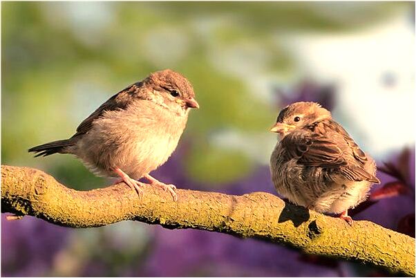 夢到了和認識的人去拿紅土會是什麼預兆_周公解夢官網