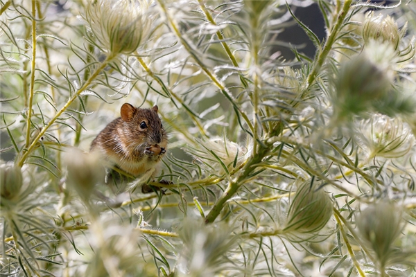 夢到老鼠掉懷裡是什麼兆頭_周公解夢