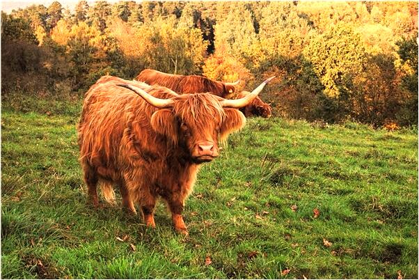 夢見餃子煮破了代表什麼_周公解夢官網